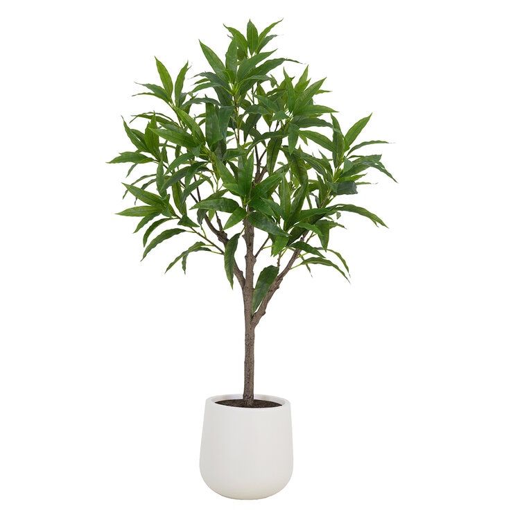 CGH, Árbol de Mango de Aspecto Natural