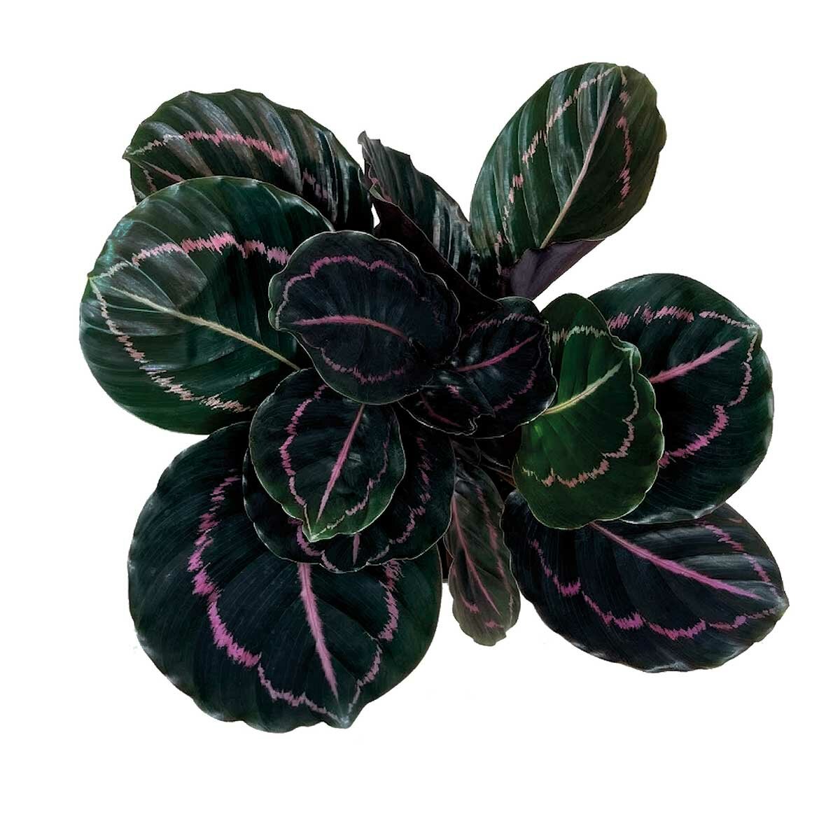 Chiltepec, Calathea Natural en Maceta Blanca Chiltepec, Calathea Natural en Maceta Blanca