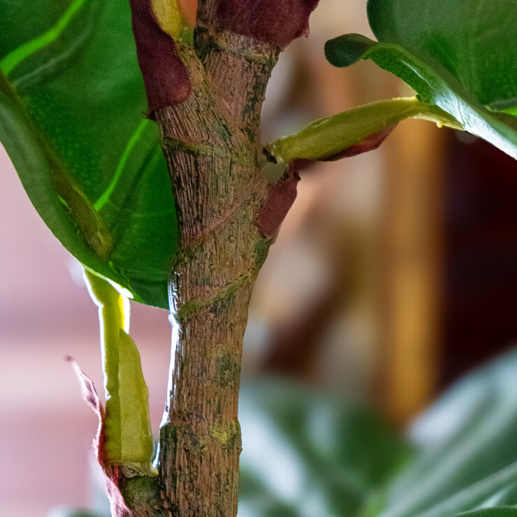 Apariencia Natural, Pandurata Artificial