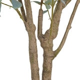 CG Hunter, Eucalipto de Aspecto Natural