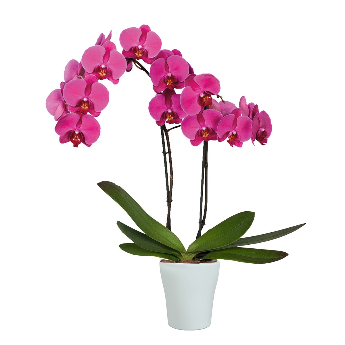 Chiltepec, Orquídea Natural con Flor Rosa en Maceta de Cerámica de 12cm