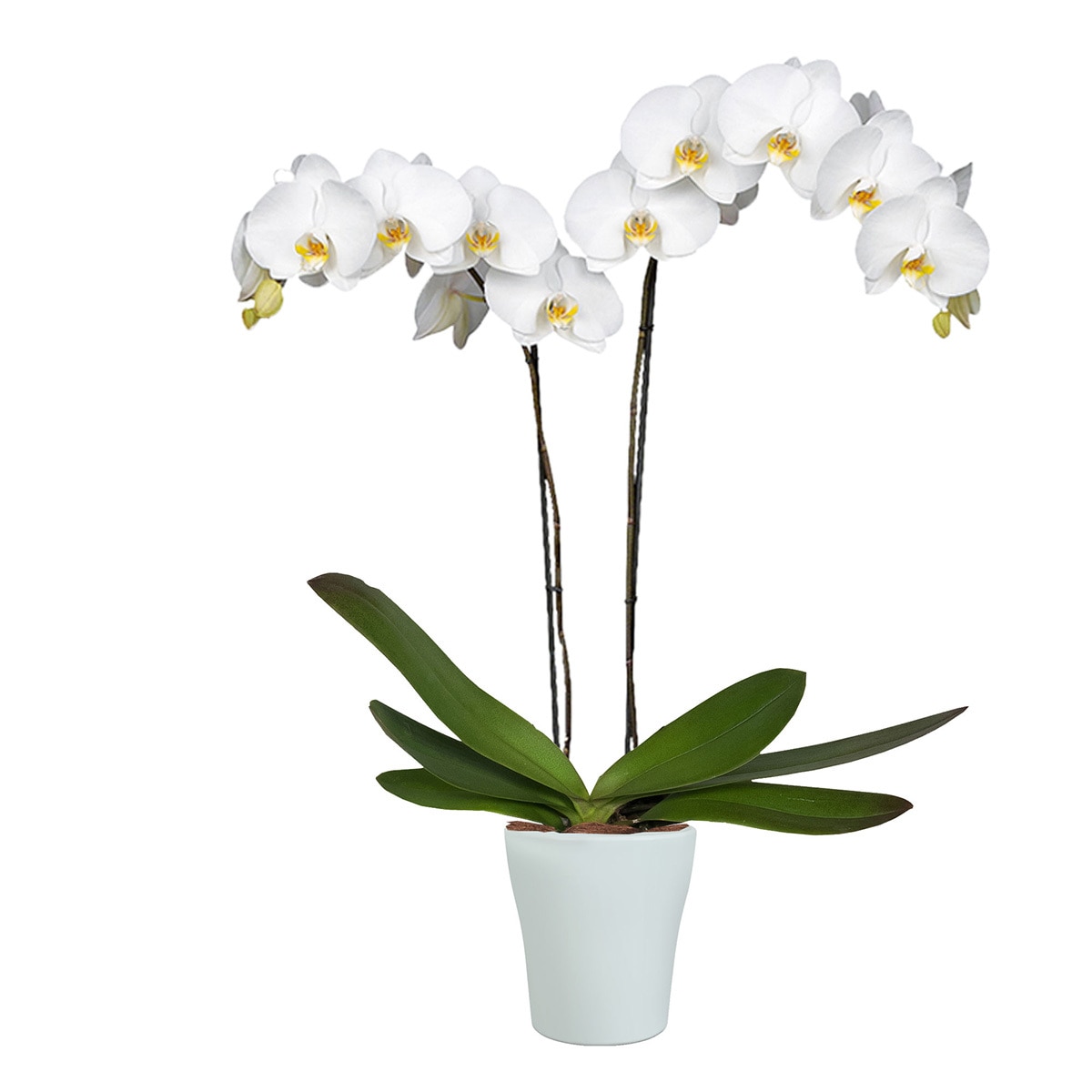 Chiltepec, Orquídea Natural con Flor Blanca en Maceta de Cerámica ...