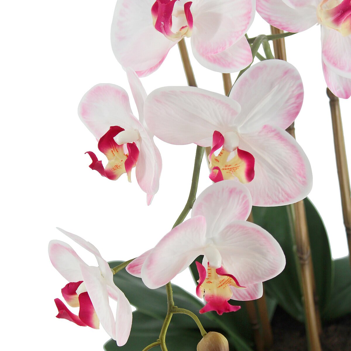 CG Hunter, Arreglo de Orquideas de Aspecto Natural