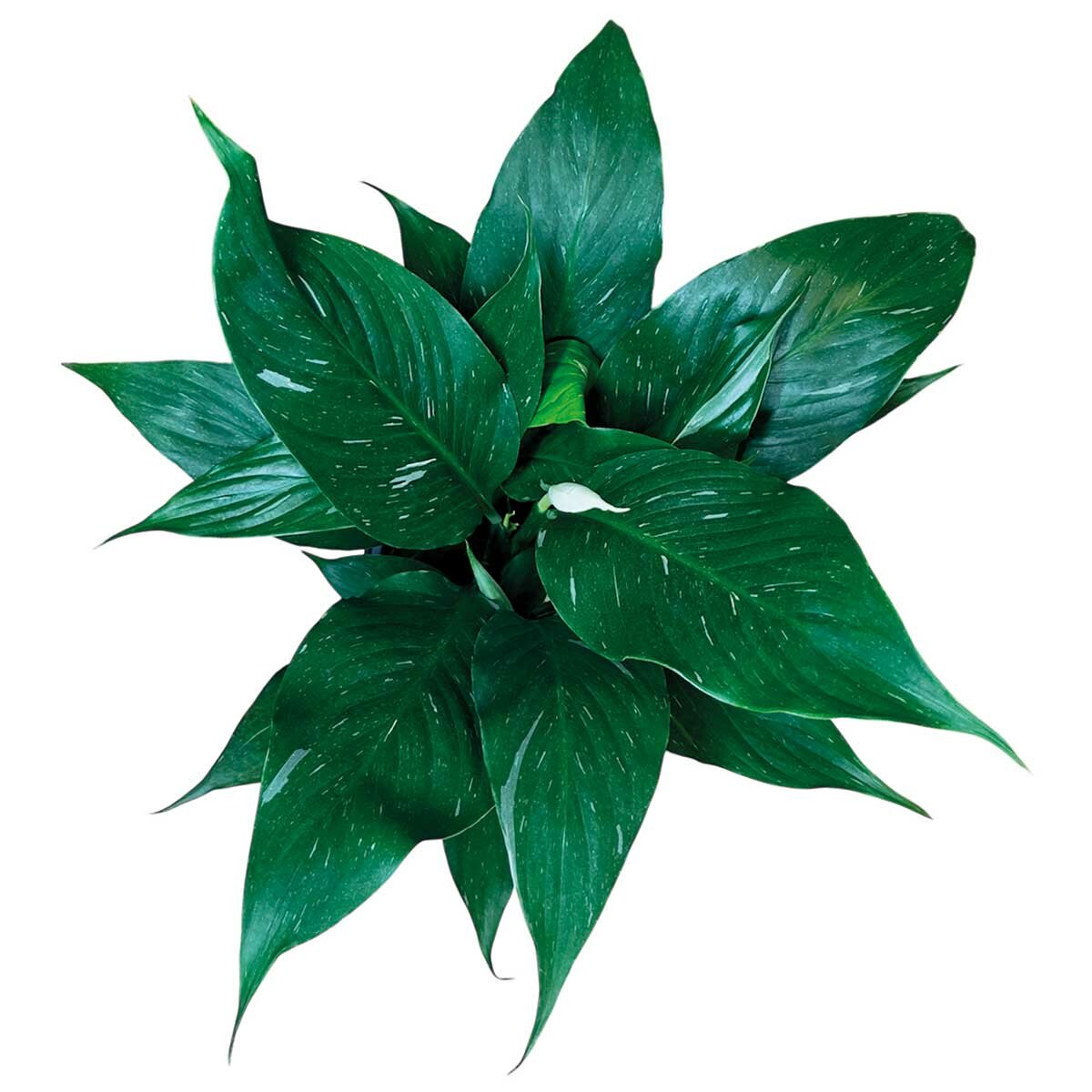 Chiltepec, Jet Natural en Maceta Blanca