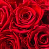 Alive,Bouquet 12 Rosas Rojas, Caja Negra, Duración 6 Meses.