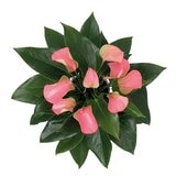 Chiltepec, Anthurium Rosa Natural 1 Pieza