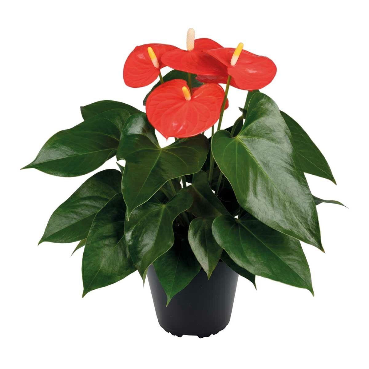 Chiltepec, Anthurium Natural Color Naranja 1 Pieza