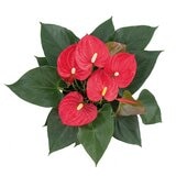 Chiltepec, Anthurium Rojo Natural 1 Pieza