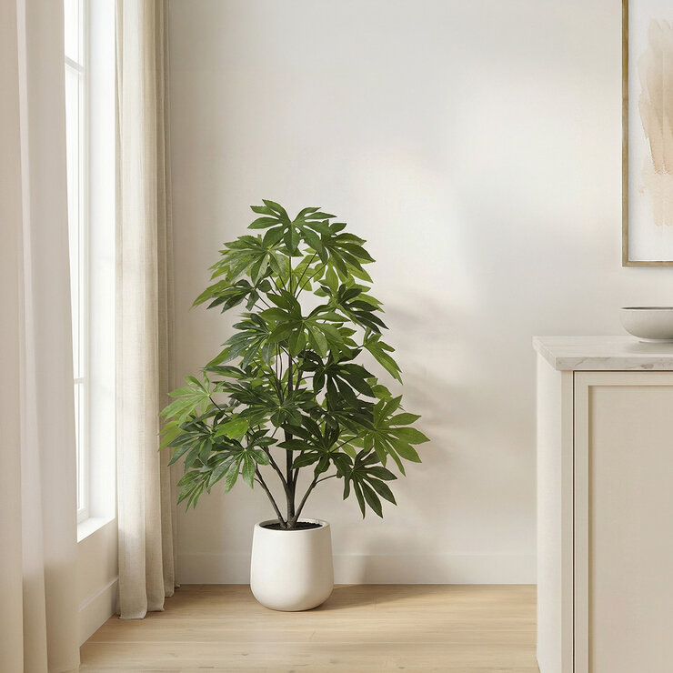 CGH, Árbol de Aralia de Aspecto Natural CGH, Árbol de Aralia de Aspecto Natural