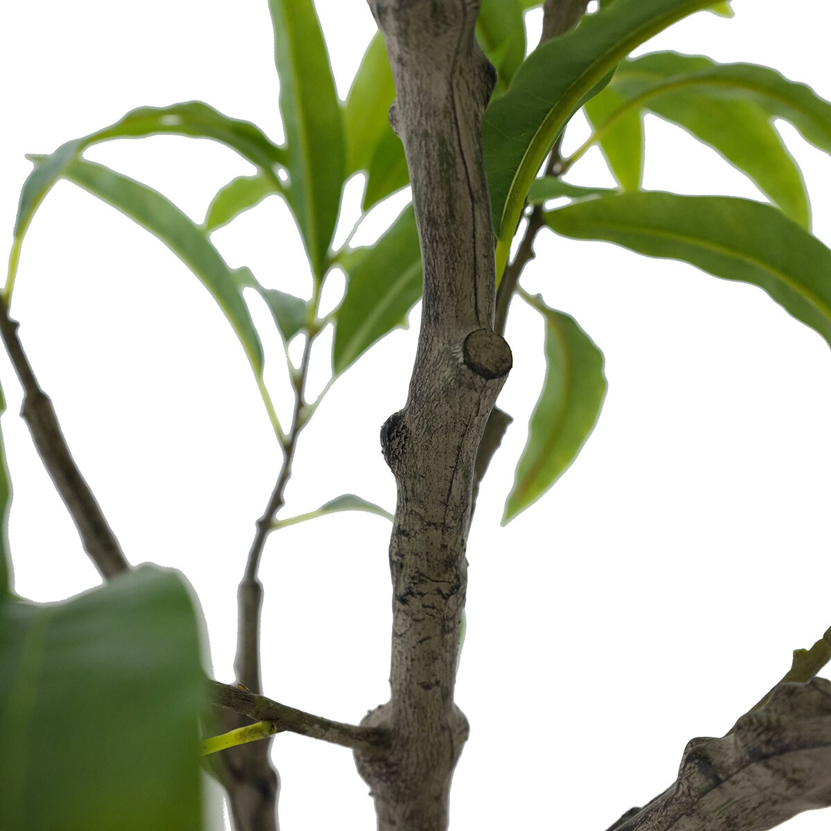 CGH, Árbol de Mango de Aspecto Natural