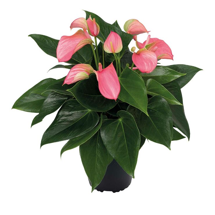 Chiltepec, Anthurium Rosa Natural 1 Pieza Chiltepec, Anthurium Rosa Natural 1 Pieza