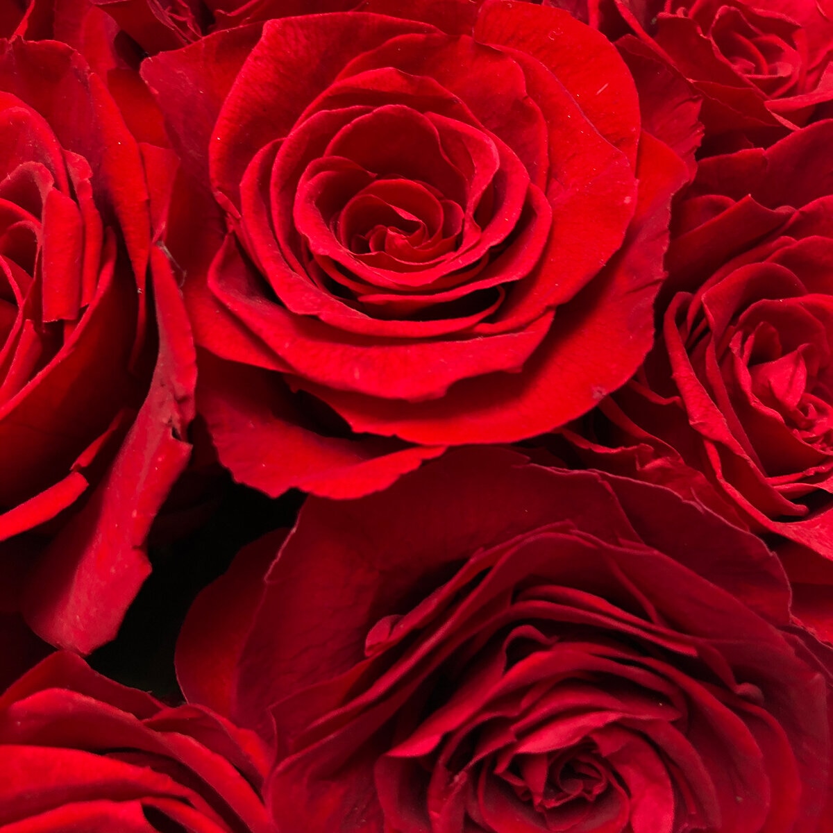 Mina'an Flor Eterna, Bouquet 12 Rosas con Flores y Follaje Preservados, Duración 6 Meses Mina'an Flor Eterna, Bouquet 12 Rosas con Flores y Follaje Preservados, Duración 6 Meses