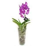 Chiltepec, Orquídea Sunanda con Flor Morada en Florero de Vidrio