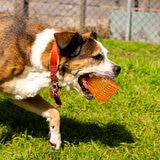 Gnawsome Juguetes para Perro 4 pzas