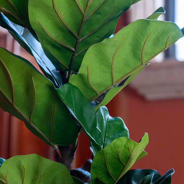 Apariencia Natural, Pandurata Mediano Artificial