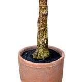 Apariencia Natural, Olivo Artificial Apariencia Natural, Olivo Artificial