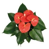 Chiltepec, Anthurium Natural Color Naranja 1 Pieza
