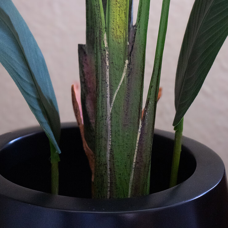 Apariencia Natural, Ave de Paraiso Artificial