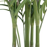 CG Hunter, Palmera Kentia de Aspecto Natural
