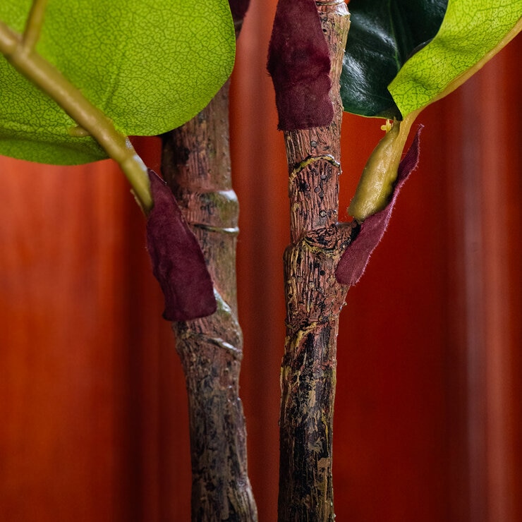 Apariencia Natural, Pandurata Mediano Artificial