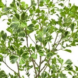CG Hunter, Árbol Ficus de Aspecto Natural