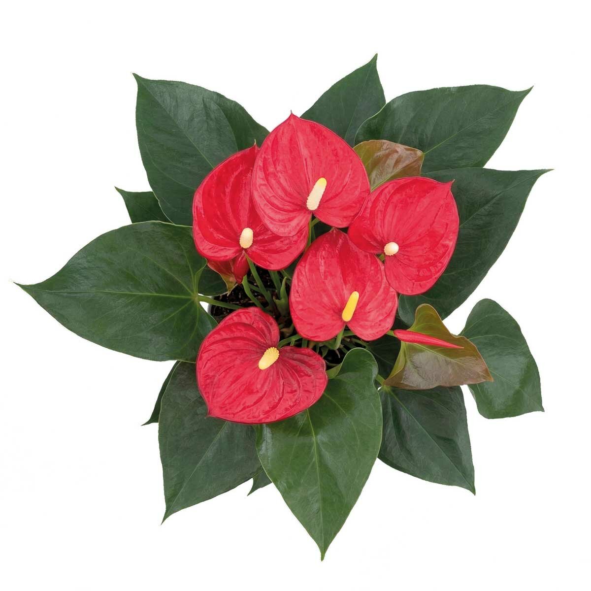 Chiltepec, Anthurium Rojo Natural 1 Pieza