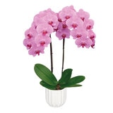 PREVENTA Chiltepec, Orquidea Sorpresa con Maceta para Día de las Madres