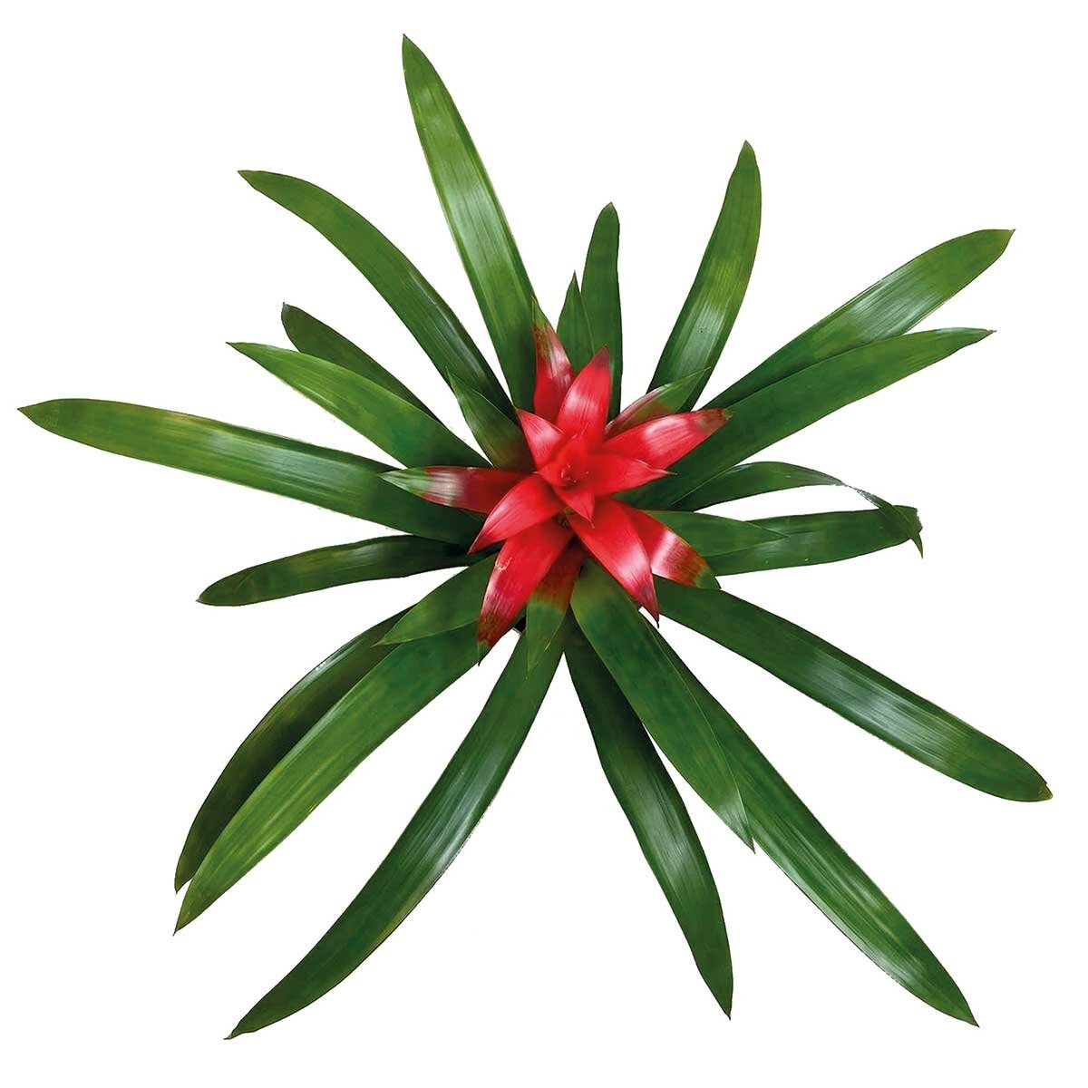 Chiltepec, Bromelia Natural Color Rojo 1 Pieza