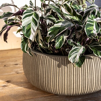 Over & Back, Pillarbloom Maceta de fibra de arcilla color arena.