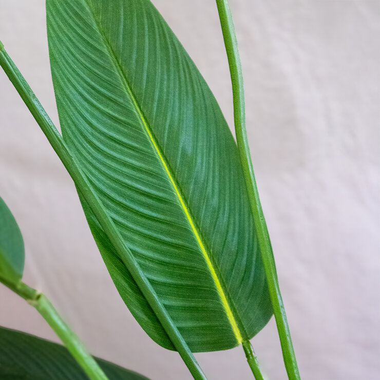 Apariencia Natural, Ave de Paraiso Artificial