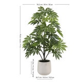CGH, Árbol de Aralia de Aspecto Natural CGH, Árbol de Aralia de Aspecto Natural