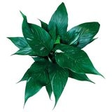 Chiltepec, Jet Natural en Maceta Blanca