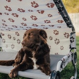 Discobed Catre para Acampar para Mascota