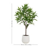 CGH, Árbol de Mango de Aspecto Natural