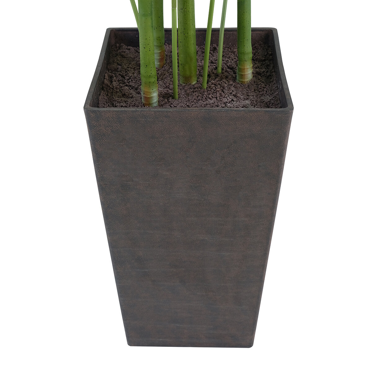 CG Hunter, Palmera Kentia de Aspecto Natural