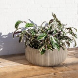 Over & Back, Pillarbloom Maceta de fibra de arcilla color arena.