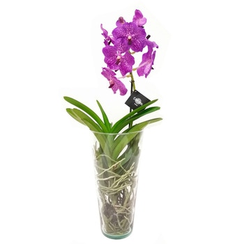 Chiltepec, Orquídea Sunanda con Flor Morada en Florero de Vidrio