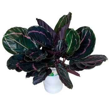 Chiltepec, Calathea Natural en Maceta Blanca