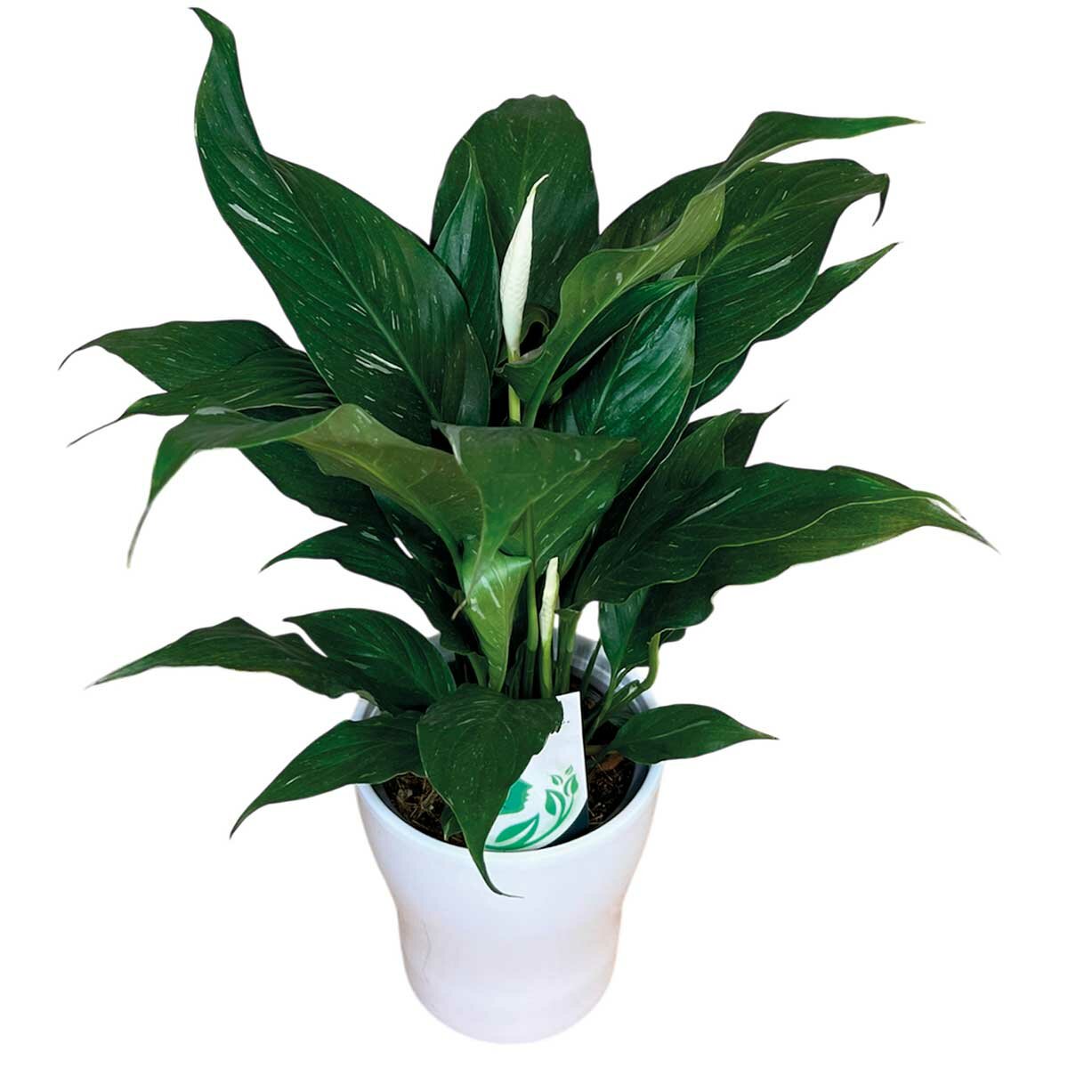 Chiltepec, Jet Natural en Maceta Blanca