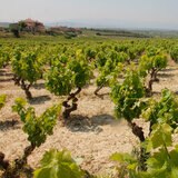 Vino Tinto Izadi Crianza 750ml