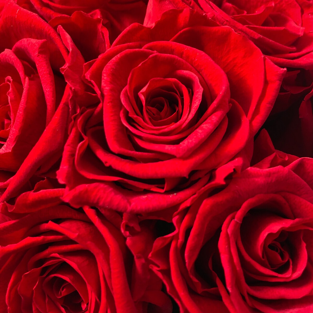 Alive,Bouquet 12 Rosas Rojas, Caja Negra, Duración 6 Meses.