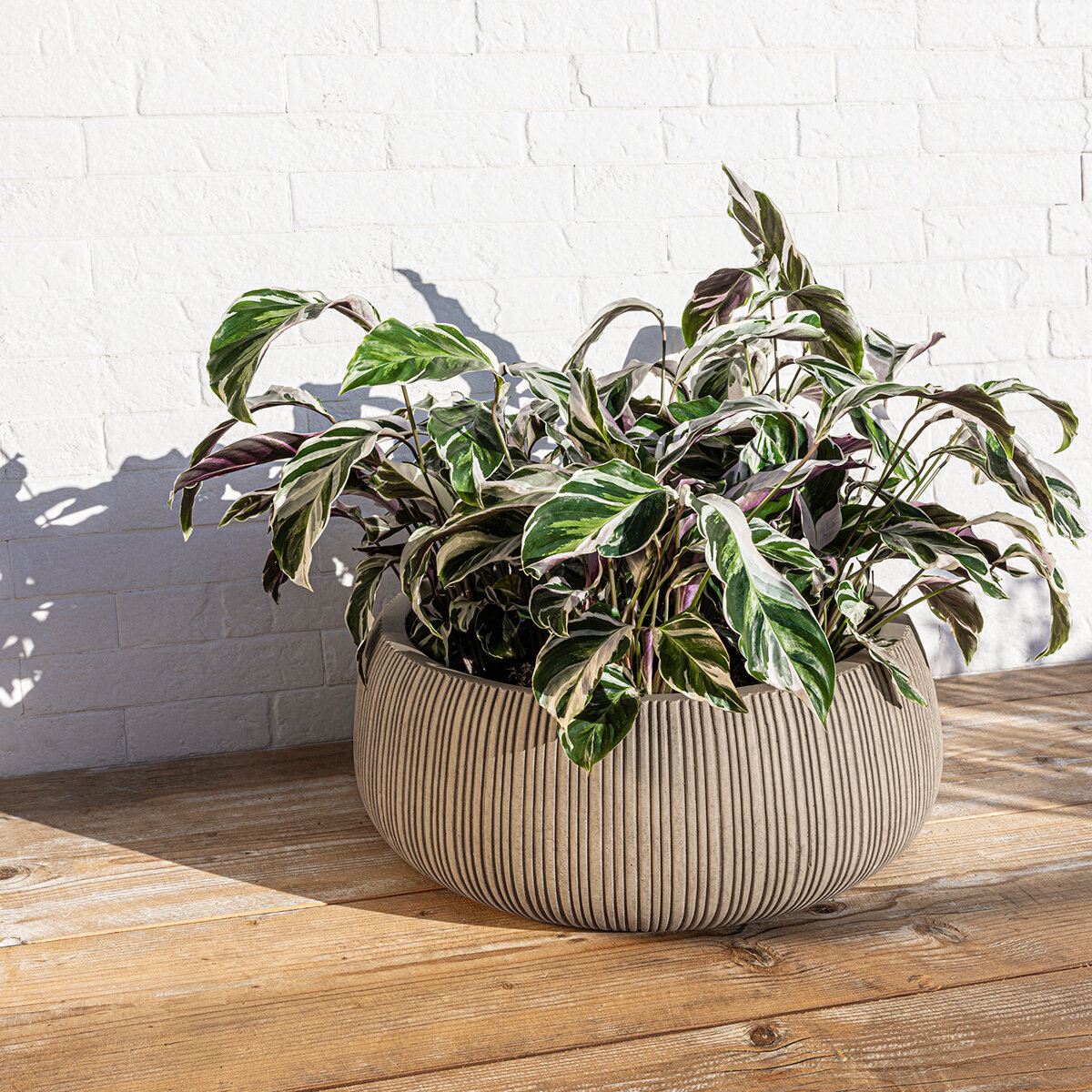 Over & Back, Pillarbloom Maceta de fibra de arcilla color arena.