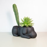 Estudio Floga, Molcas Maceta de Perro Negro