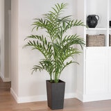 CG Hunter, Palmera Kentia de Aspecto Natural