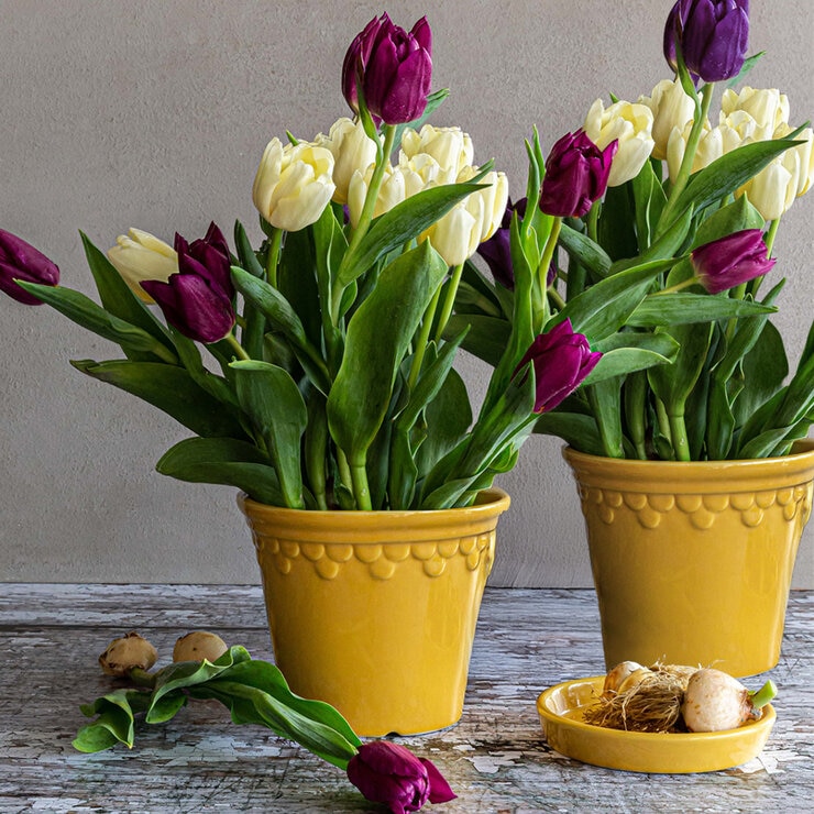 Over & Back, Chelsea Set de 2 Macetas de Cerámica Amarillas