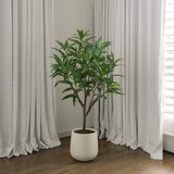 CGH, Árbol de Mango de Aspecto Natural