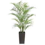 CG Hunter, Palmera Kentia de Aspecto Natural
