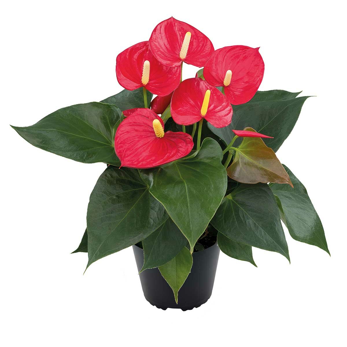 Chiltepec, Anthurium Rojo Natural 1 Pieza