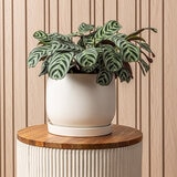 Over & Back, Noah Maceta de Cerámica con plato.