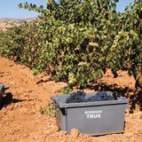 Vino Tinto Pico de Luyas 750ml